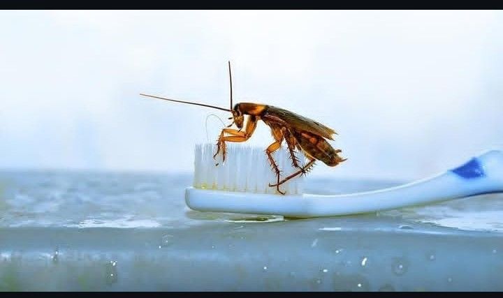 Cockroach Control Services