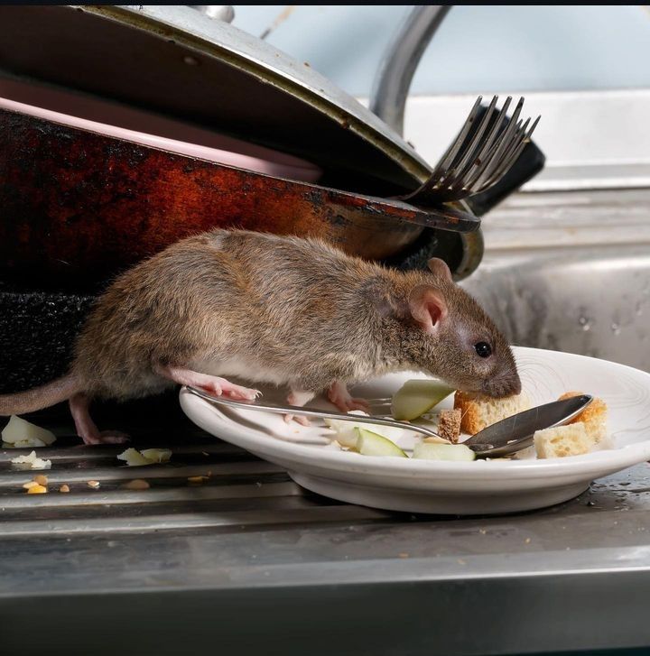 Mice Control Services