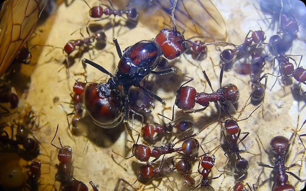 Where do ants come from?