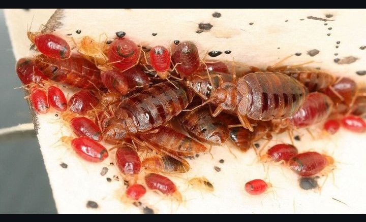 Bed Bug Fumigation Services
