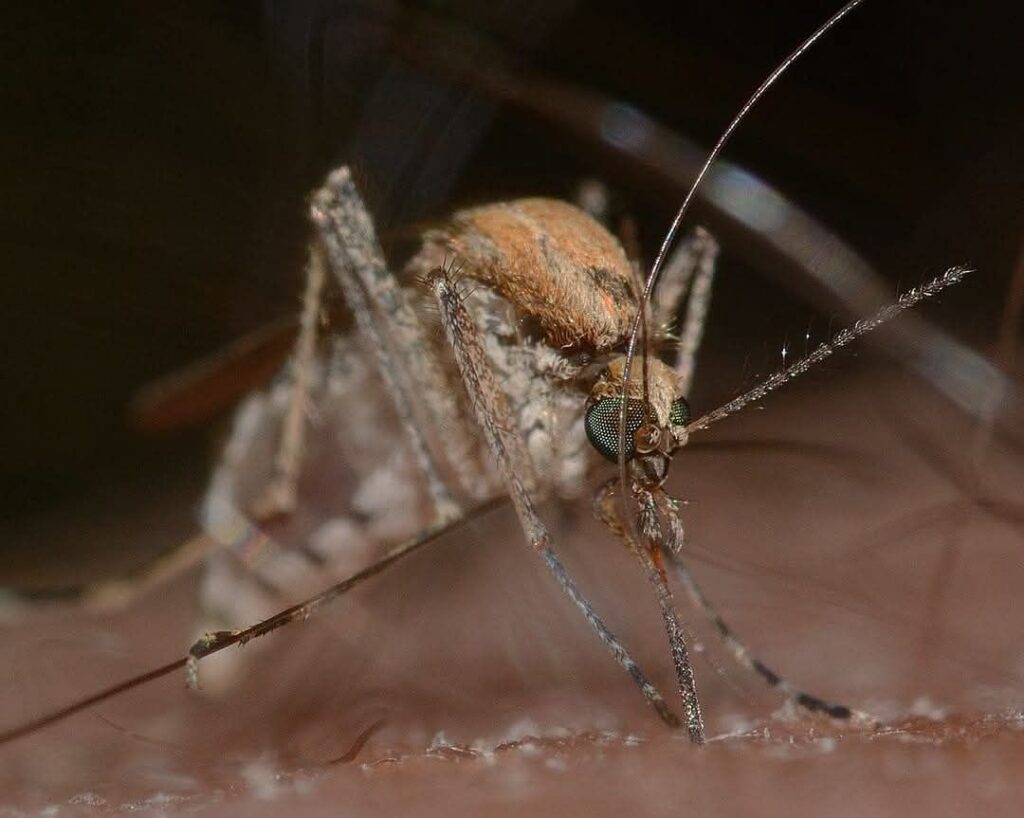 Mosquito Control Services