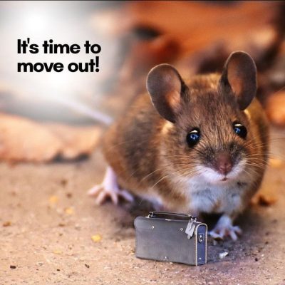 Mice Control Services