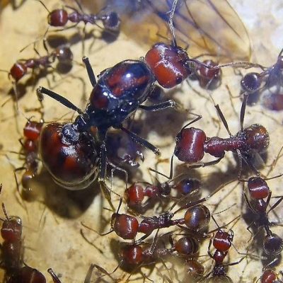 Where do ants come from?