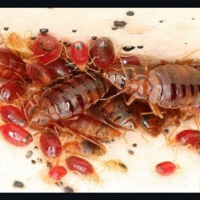 Why do I keep getting bed bugs